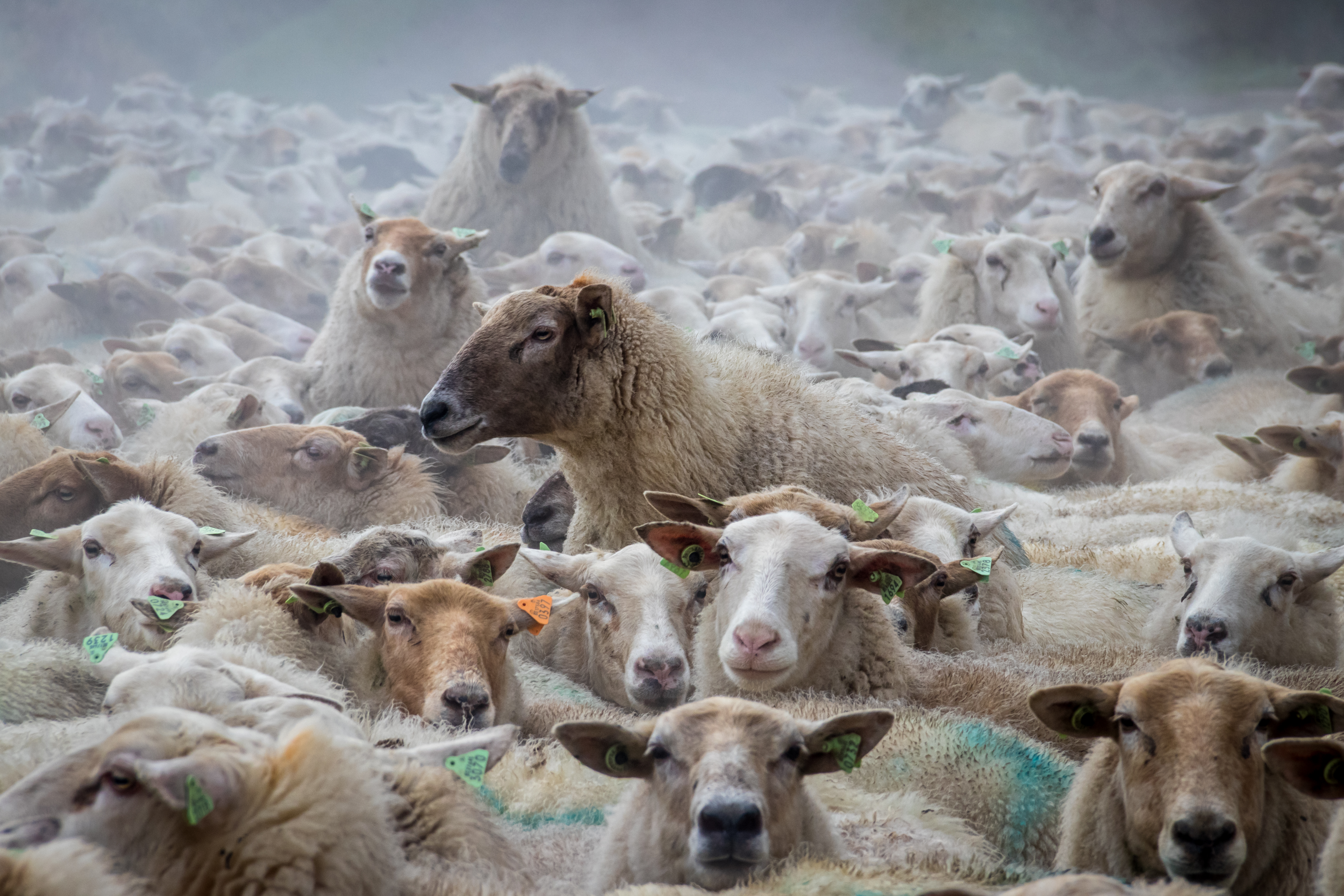 schapen