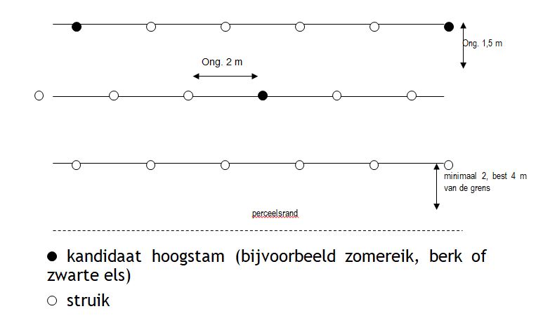 Aanplant van een houtkant