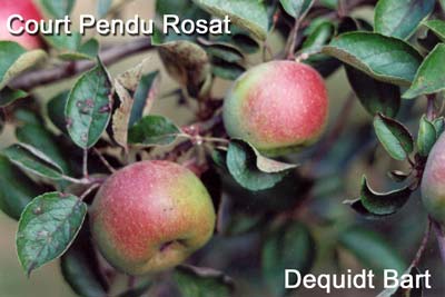 court pendu