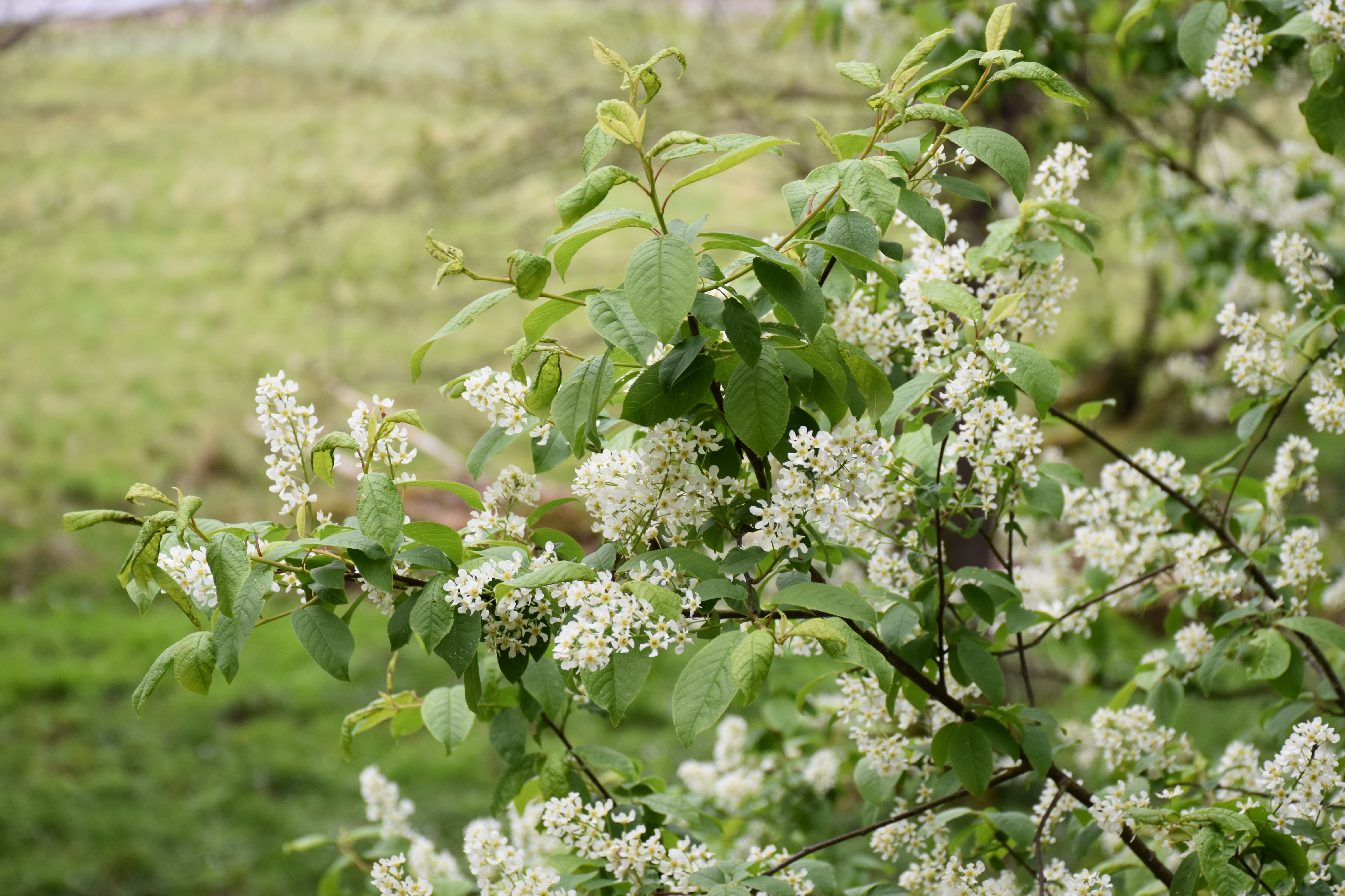 prunus padus