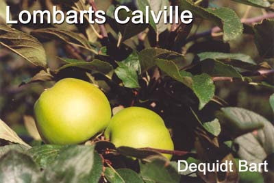 Lombarts Calville