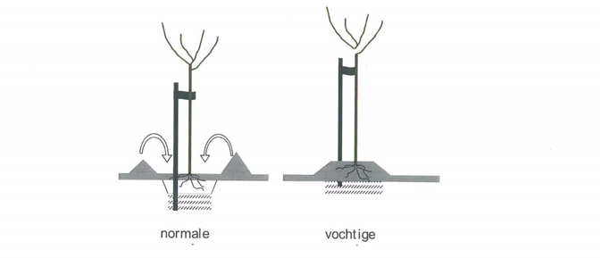 Planten fruitbomen