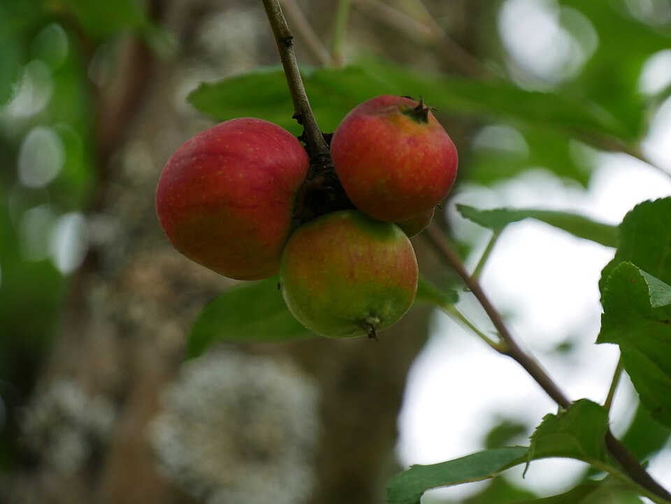 Sterappel