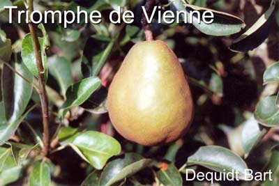 Triomphe de Vienne