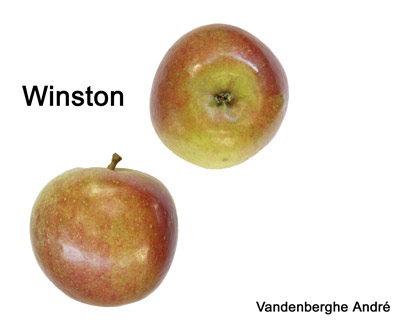 winston
