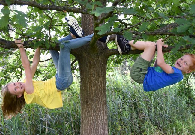Hoe plant en onderhoud ik een boom?