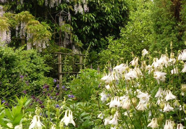 Planten in een tuin