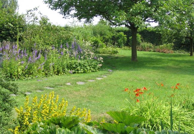 Verschillende soorten planten in de tuin